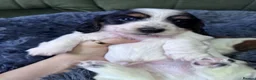 Miniature Dachshund dogs for sale: Beautiful piebald long-haired Miniature Dachshund  in Plymouth - Advert 6
