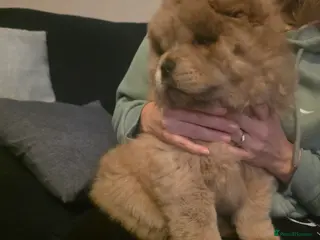 Chow Chow dogs READY TO LEAVE IN A WEEK TIME - Advert 17