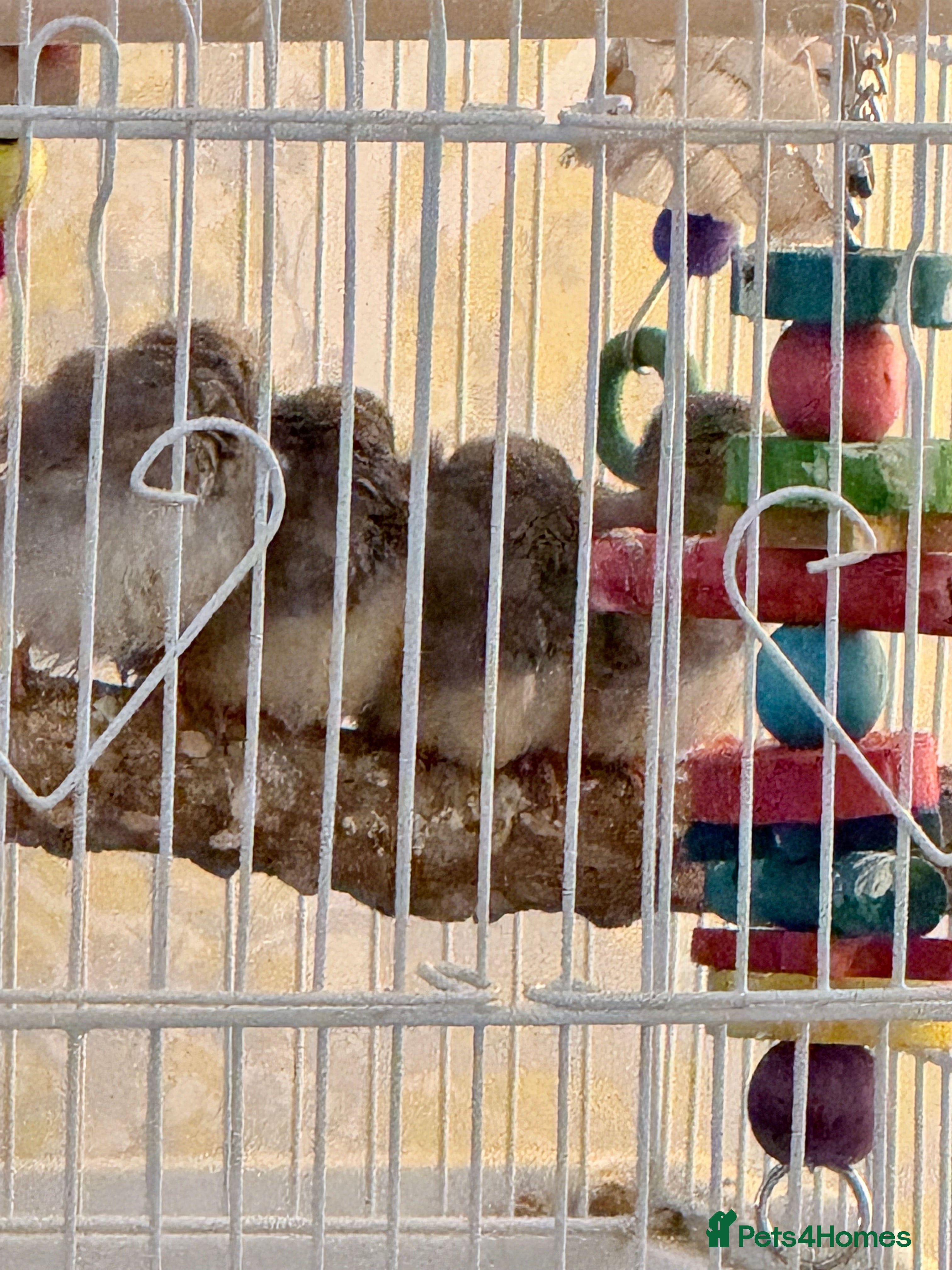 Finches birds Zebra finches  - Advert 1