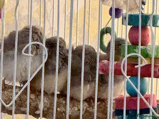 Finches birds Zebra finches - Advert 1