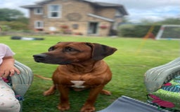 Rhodesian Ridgeback dogs for sale: Eu**an Champion Pedigree KC  - Image 9