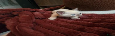 Tonkinese 3