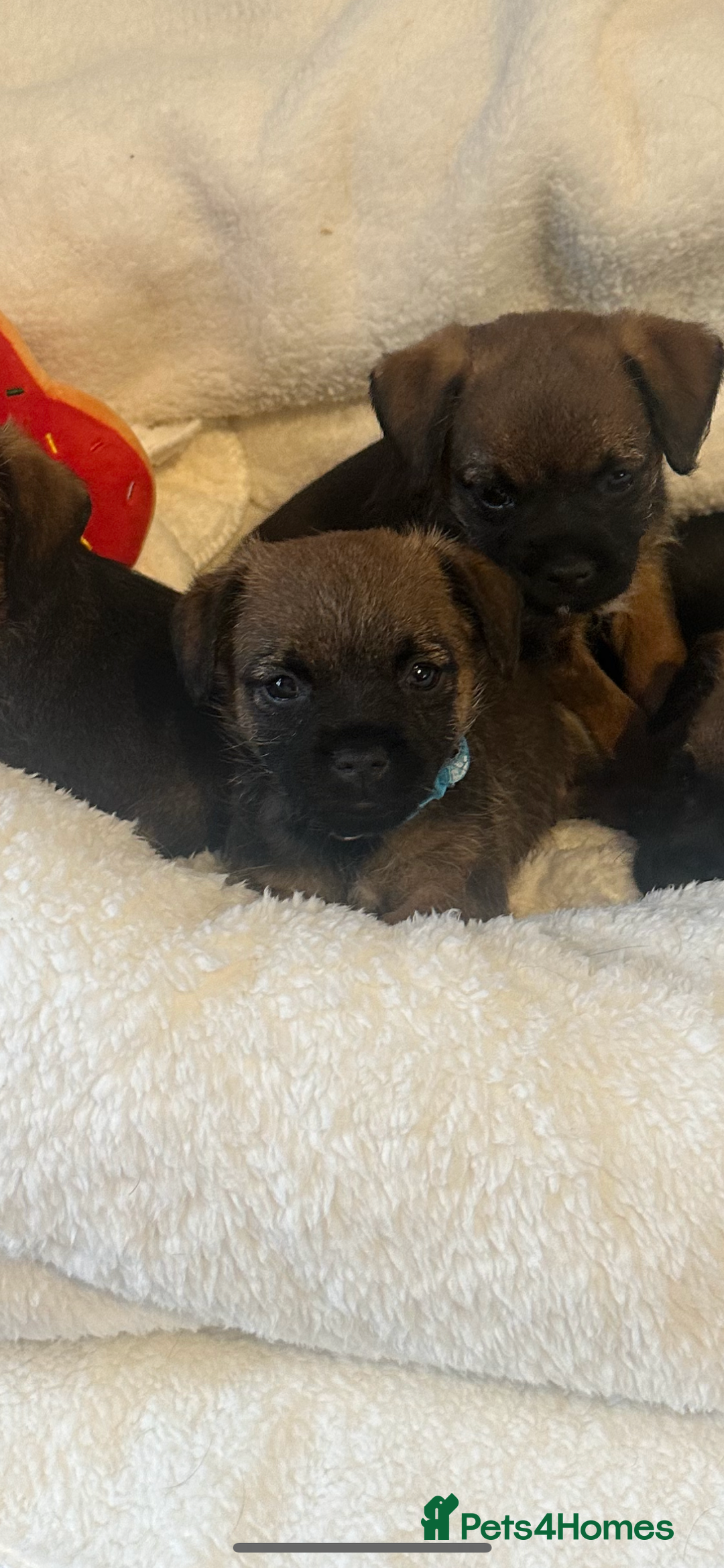 Border Terrier dogs for sale: Stunning litter of border terrier puppies  - Image 1