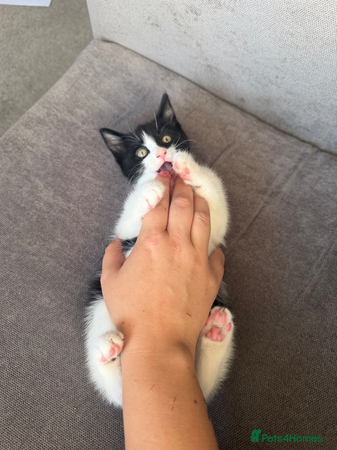 Domestic Shorthair cats for sale: Kitten in Doncaster - Advert 2