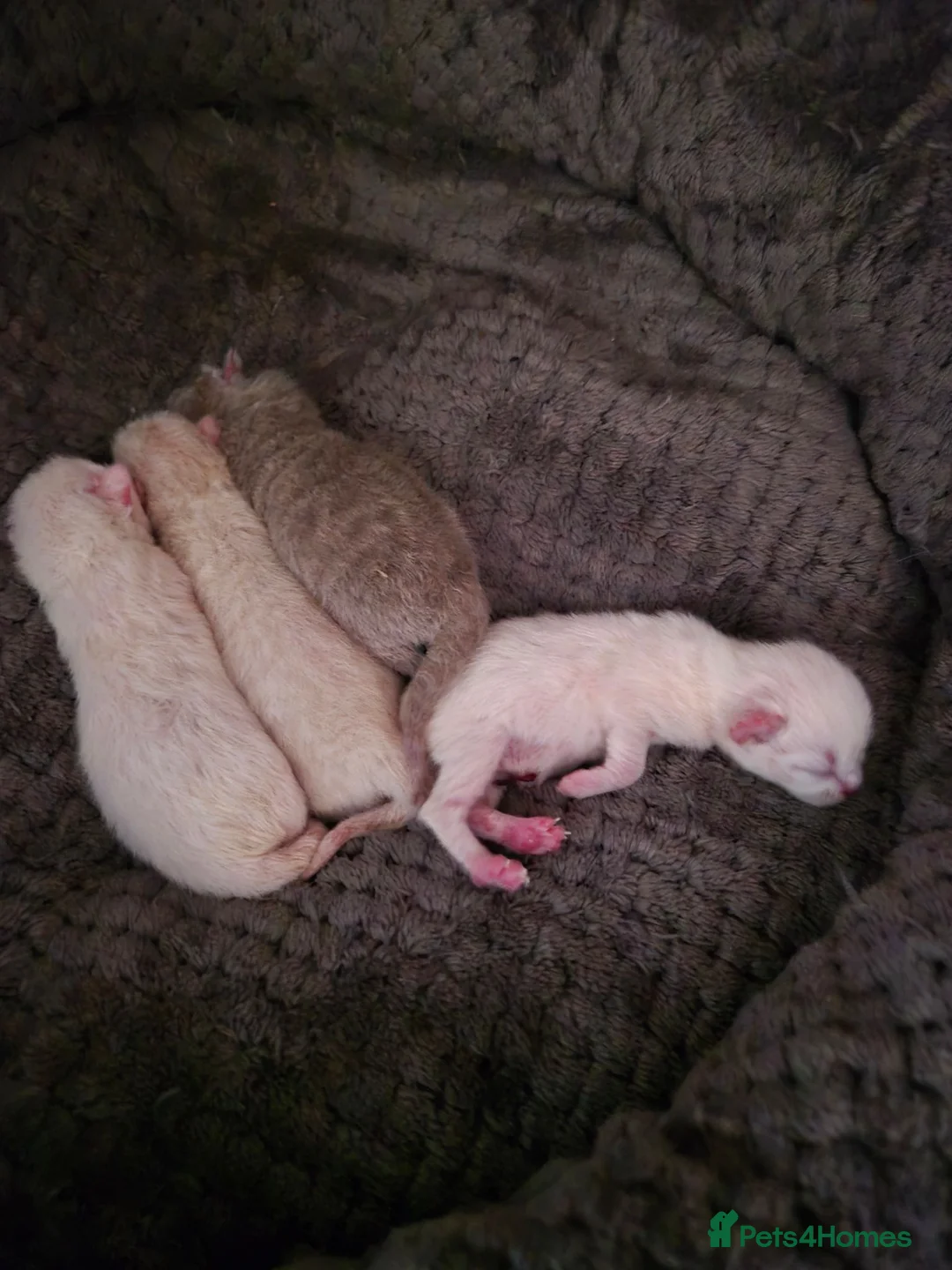British Shorthair cats for sale: British Shorthair ready now!  - Advert 2