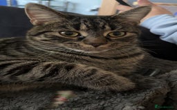 Domestic Shorthair cats for sale: 1 year old cat for rehome  - Image 2