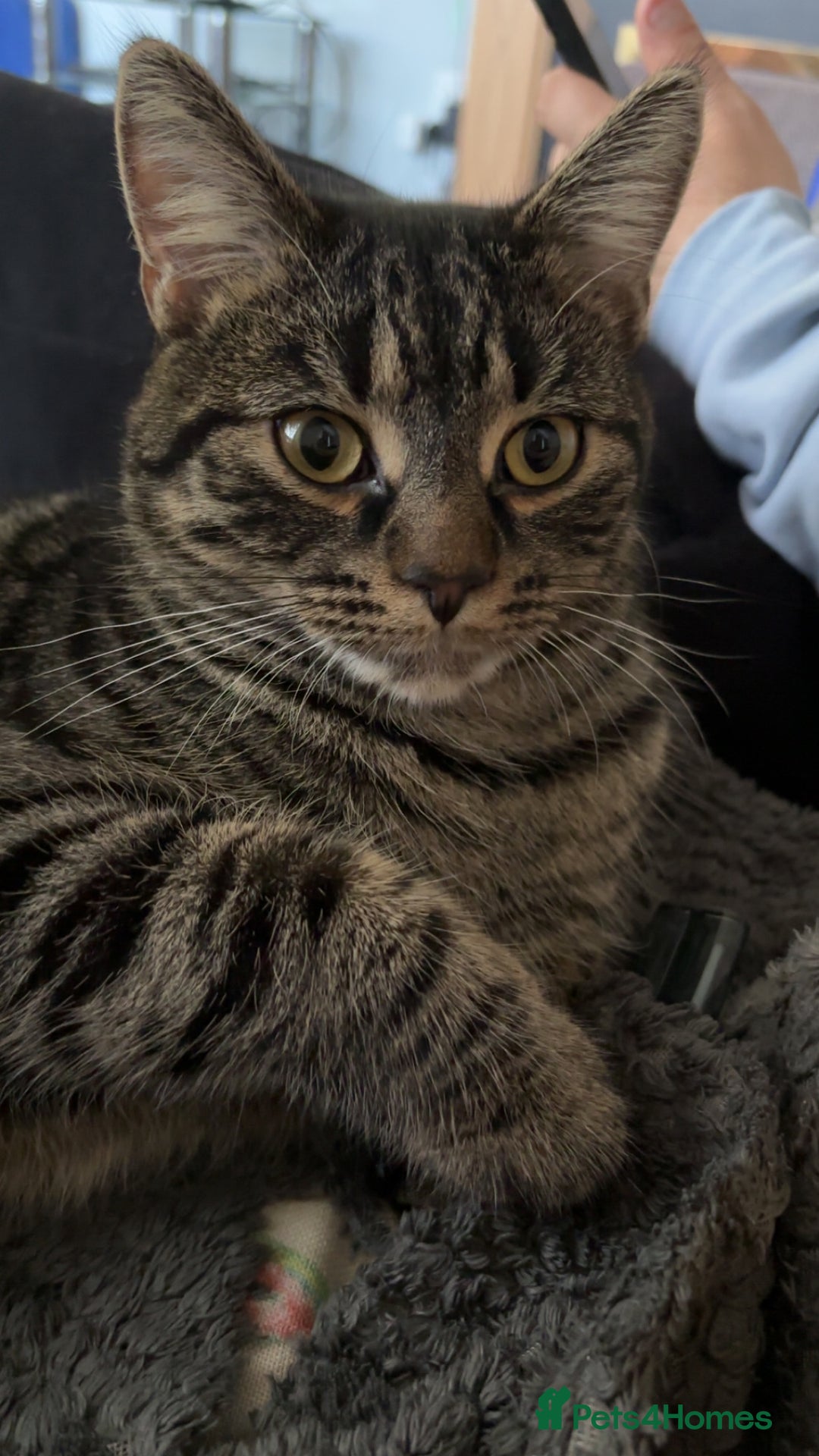 Domestic Shorthair cats for sale: 1 year old cat for rehome  - Image 2