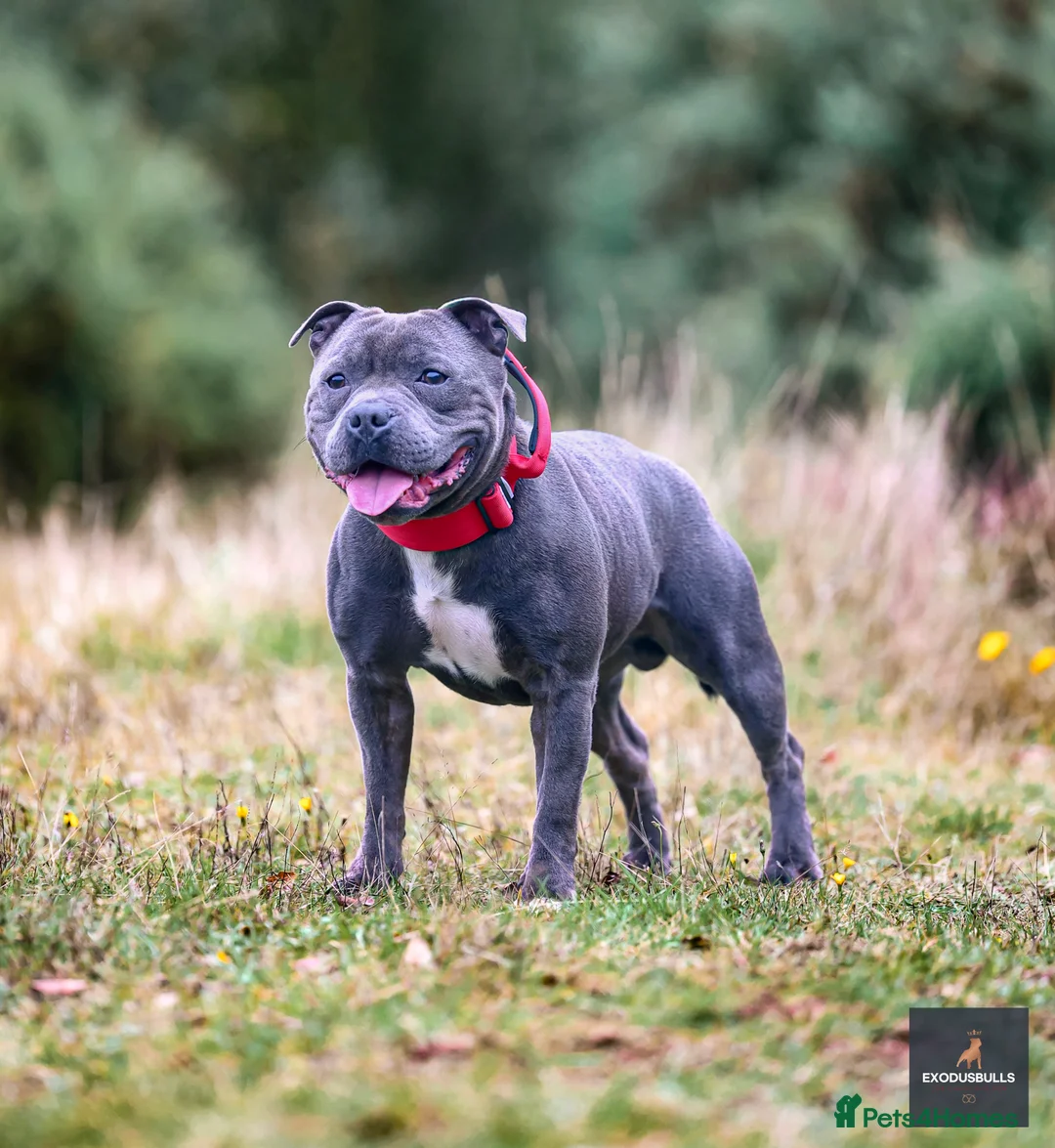 Staffordshire Bull Terrier dogs for stud: 📣  SIRE OF THE WORLD WINNER PUPPY DOG 2024 in Faversham - Advert 5