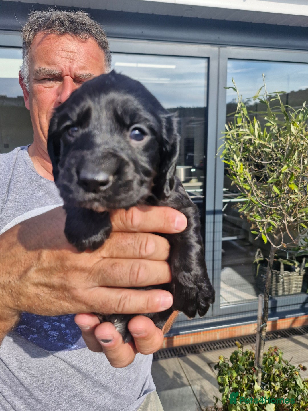Cocker Spaniel dogs for sale: Working cockers for sale - Image 5