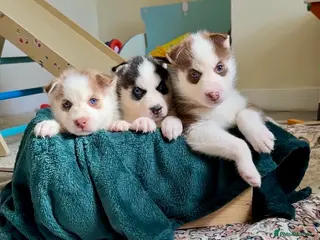 Siberian Husky dogs Epic Blue Eyed Husky Puppies – Imported Parents - Advert 4