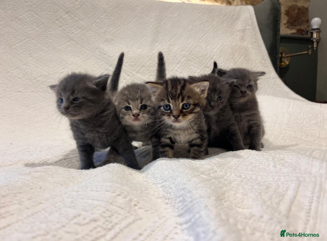 Maine Coon cats for sale: Maine coon x bsh. READY 14th BUT CAN HOLD - Advert 9