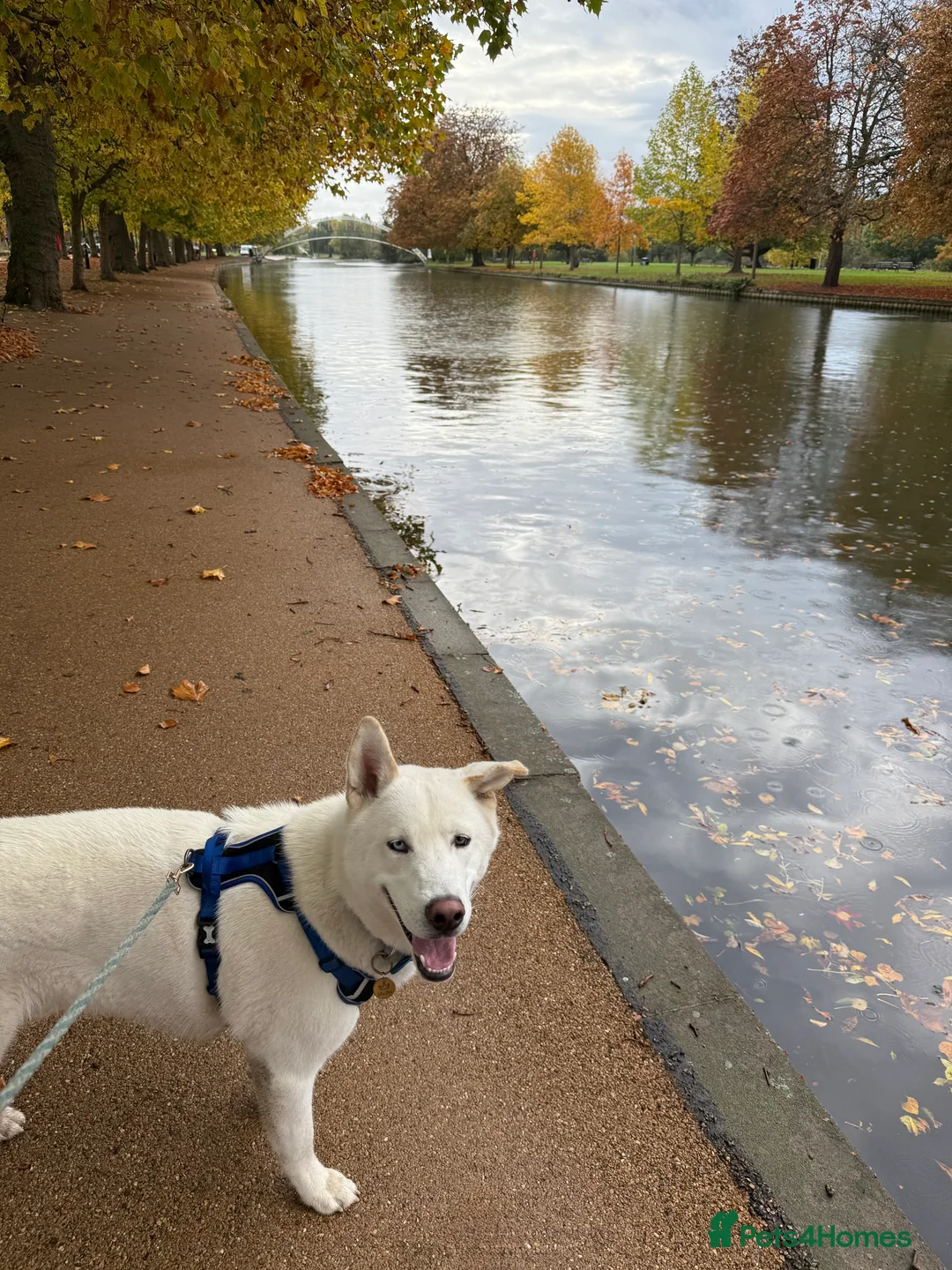 Siberian Husky dogs for stud: Stunning all white Husky stud - Advert 3