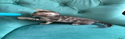 Bengal cats for sale: 5 Little Bengals 🐈‍⬛🐈‍⬛🐈‍⬛🐈‍⬛🐈‍⬛ - Advert 9