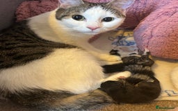 Domestic Shorthair cats for sale: Male and female tabby kitten - Image 5