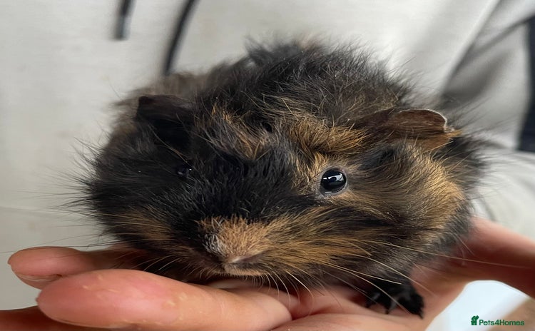 Guinea Pig rodents Female guinea pig babies for sale  - Advert 7