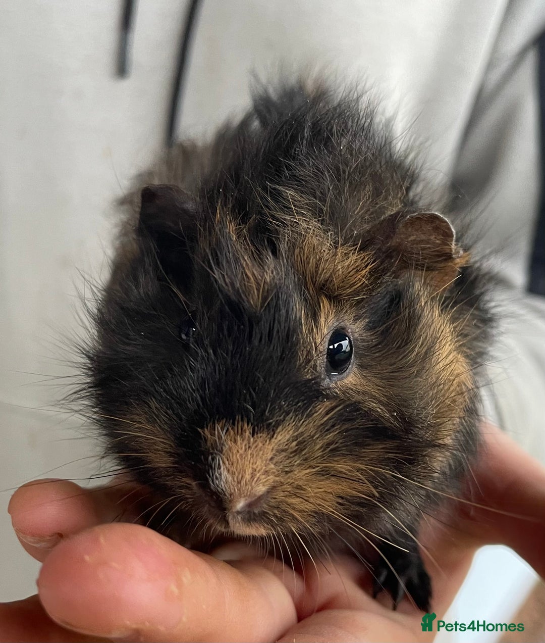 Guinea Pig rodents for sale: Female guinea pig babies for sale  - Advert 2