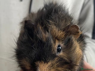 Guinea Pig rodents Female guinea pig babies for sale - Advert 3