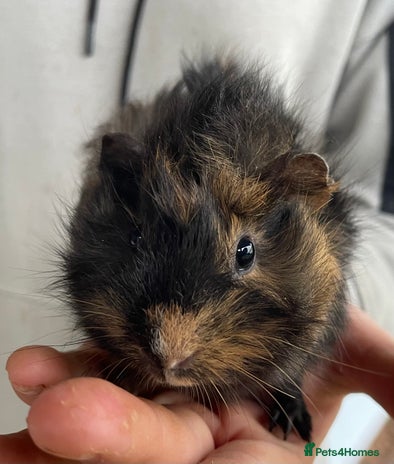 Guinea Pig rodents Female guinea pig babies for sale - Advert 4