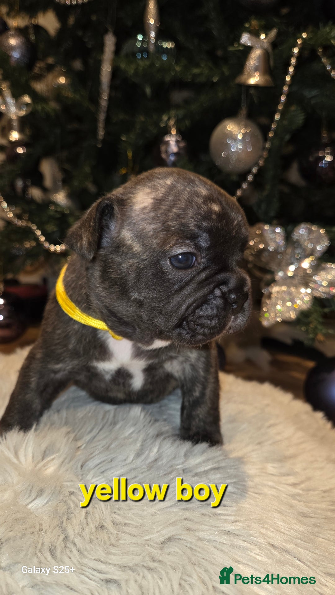 French Bulldog dogs for sale: Adorable French Bulldog puppies  - Advert 24