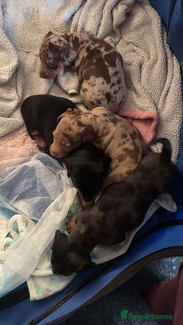 Miniature Dachshund dogs LOVELY MINIATURE DACHSHUNDS PUPPIES FOR SALE - Advert 11