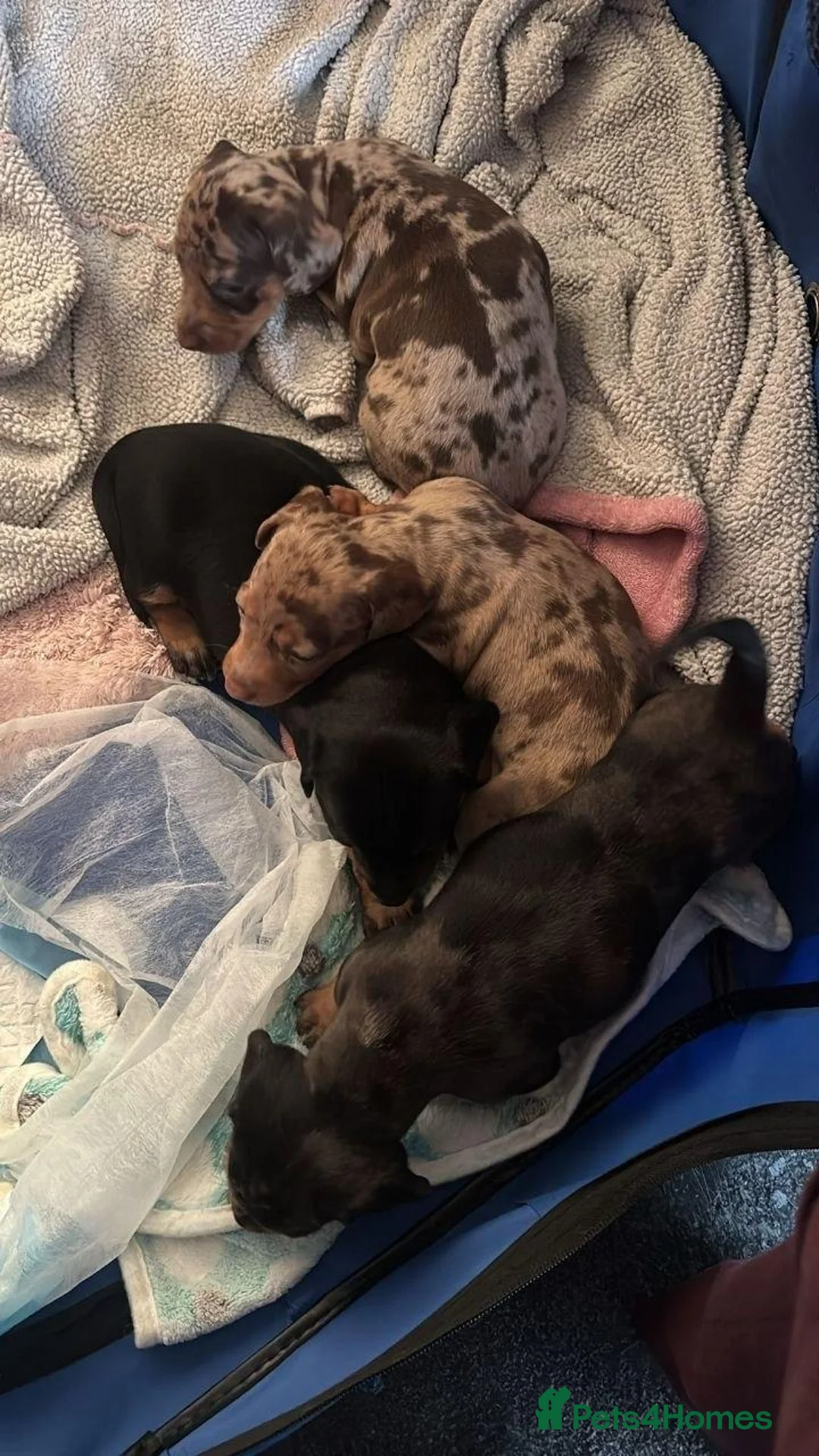 Miniature Dachshund dogs for sale: LOVELY MINIATURE DACHSHUNDS PUPPIES FOR SALE in London - Advert 1