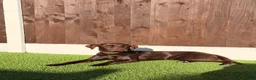 Labrador Retriever dogs for sale: Puppy Labrador for adoption in Manchester - Advert 3