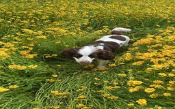 Cocker Spaniel dogs for stud: George  - Image 7