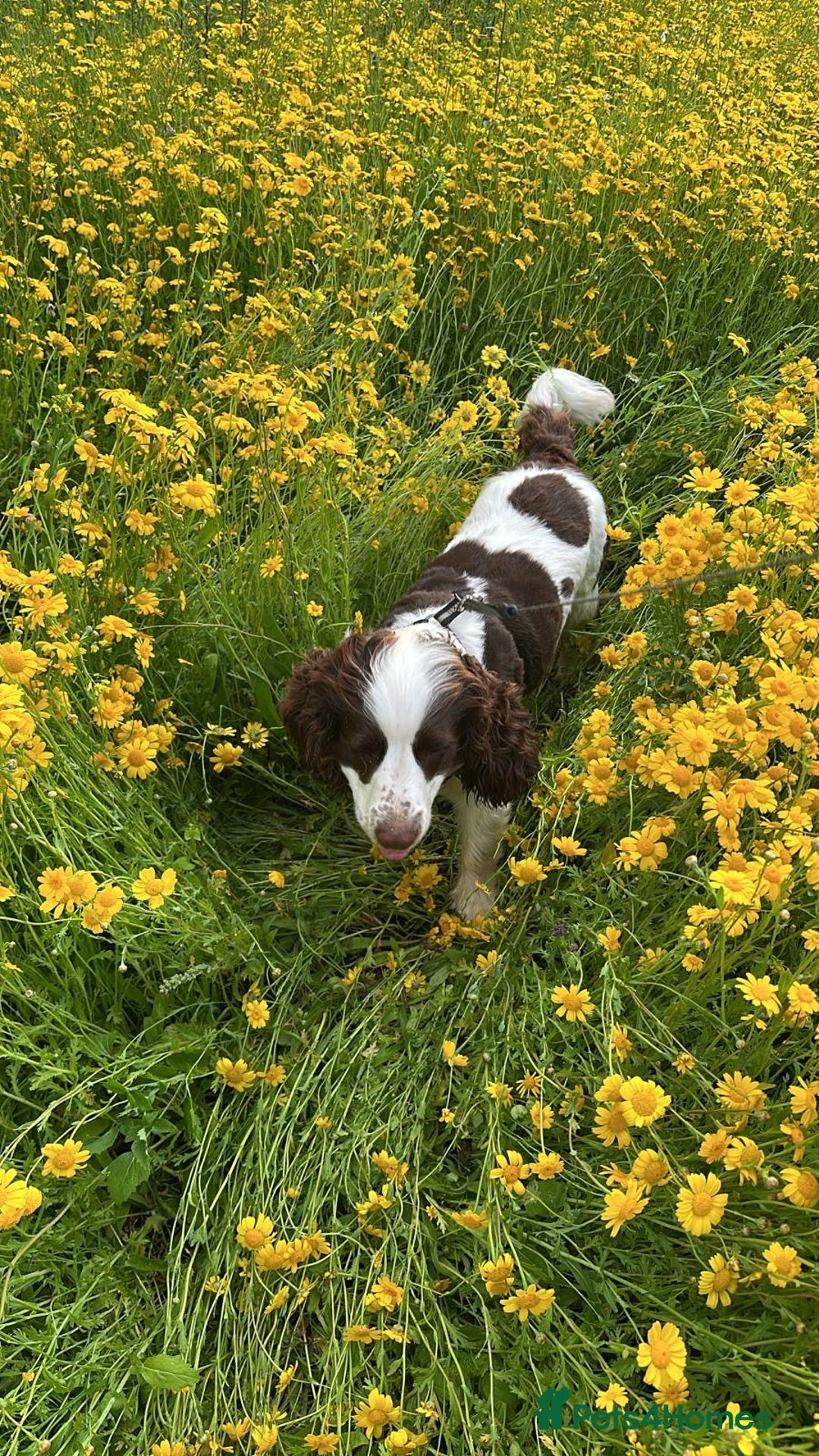 Cocker Spaniel dogs for stud: George  - Image 7