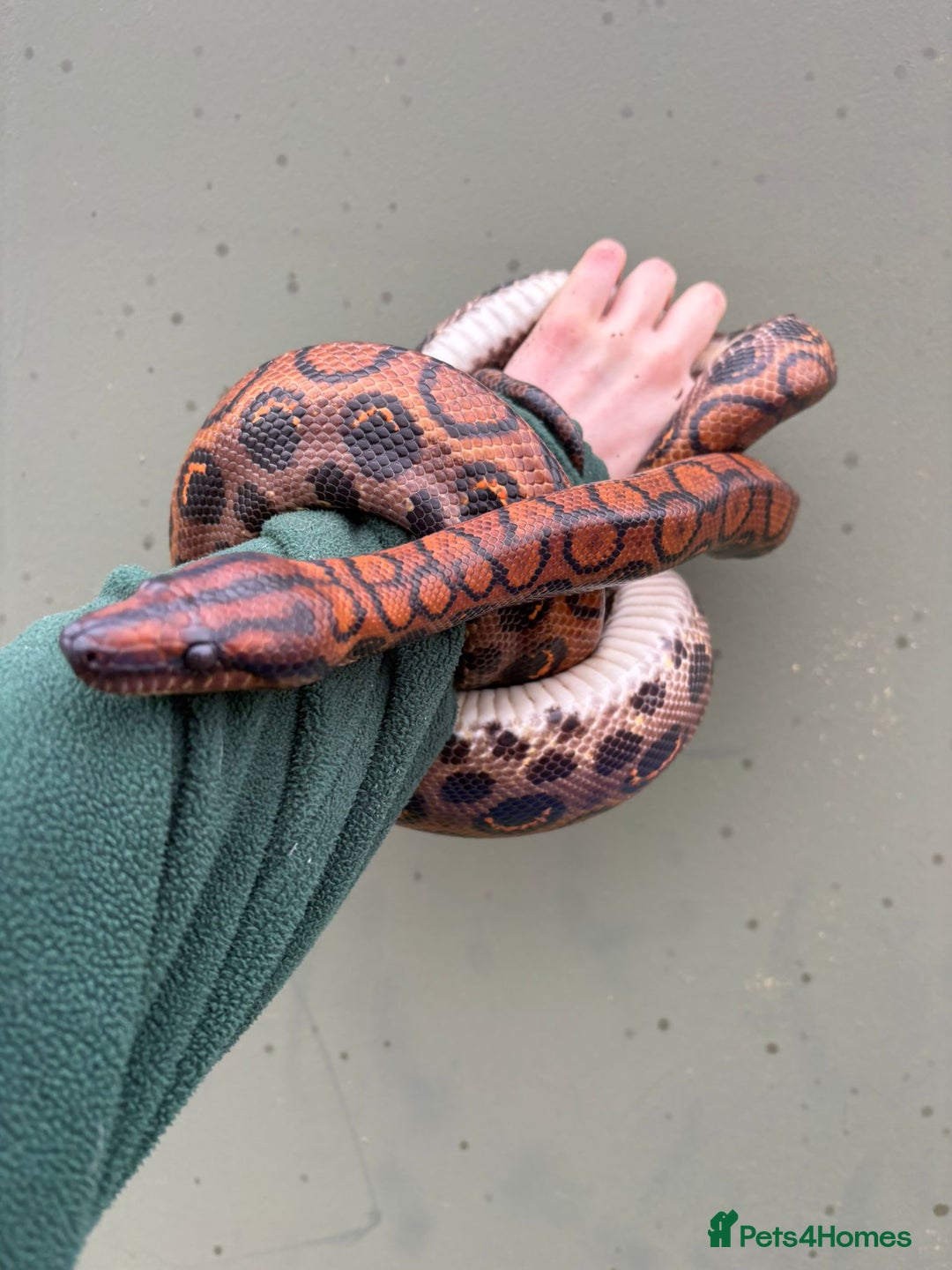 Snake reptiles for sale: Rainbow boa & Gopher snake - Advert 2