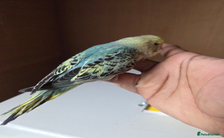 Budgerigars birds - Advert 1