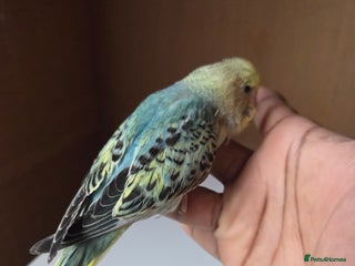 Budgerigars birds for sale - Advert 1