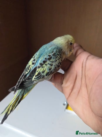 Budgerigars birds - Advert 2