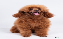 Poodle dogs for stud: KC REG DEEP FOX RED HEALTH TESTED POODLE STUD in Hoddesdon - Image 3