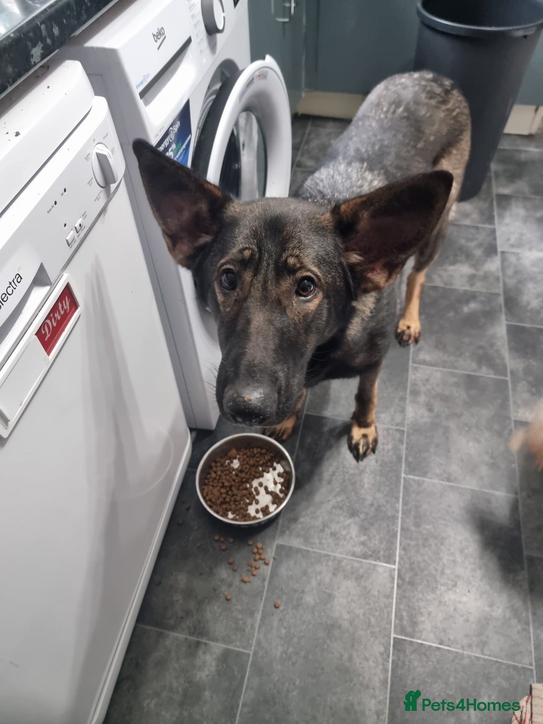 German Shepherd dogs for sale: Bitch German shepherd - Advert 3