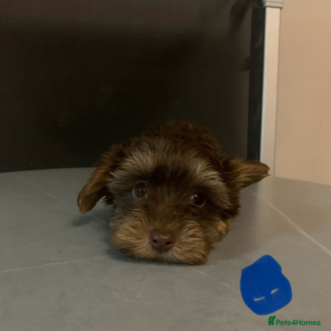 Biewer Terrier dogs for sale: Last 3 Stunning Biewer Terrier puppies - Image 12
