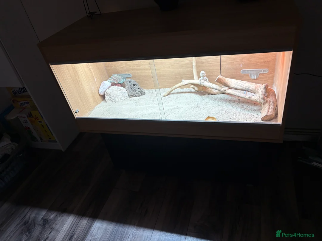 Bearded Dragon reptiles for sale: Breaded dragon for sale  - Advert 2