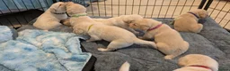 Labradoodle dogs for sale: Golden Labradoodle / Doubledoodle Puppies Viewings - Advert 4