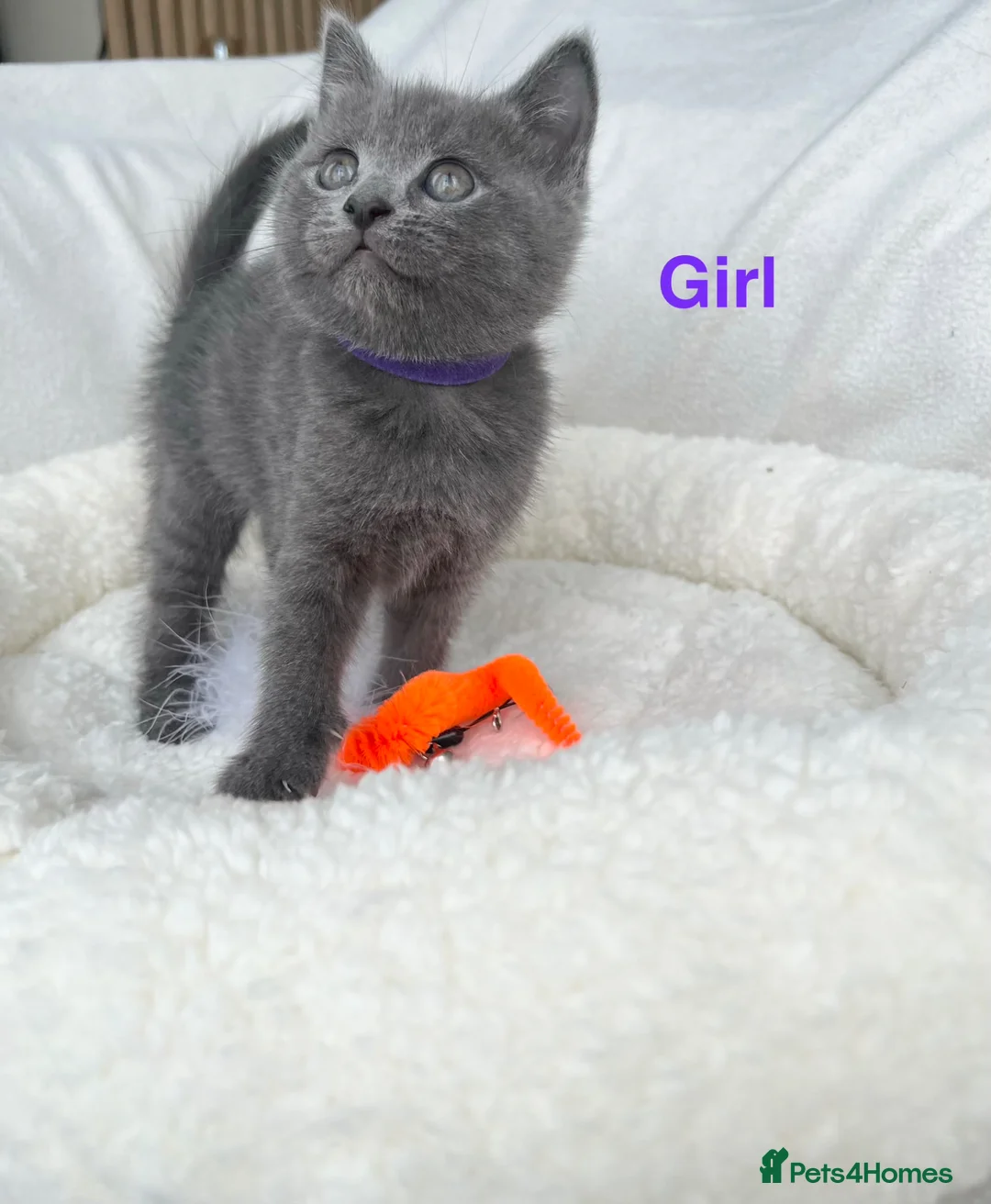 Mixed Breed cats for sale: Beautiful Russian Blue &British shorthair kitties  - Advert 2