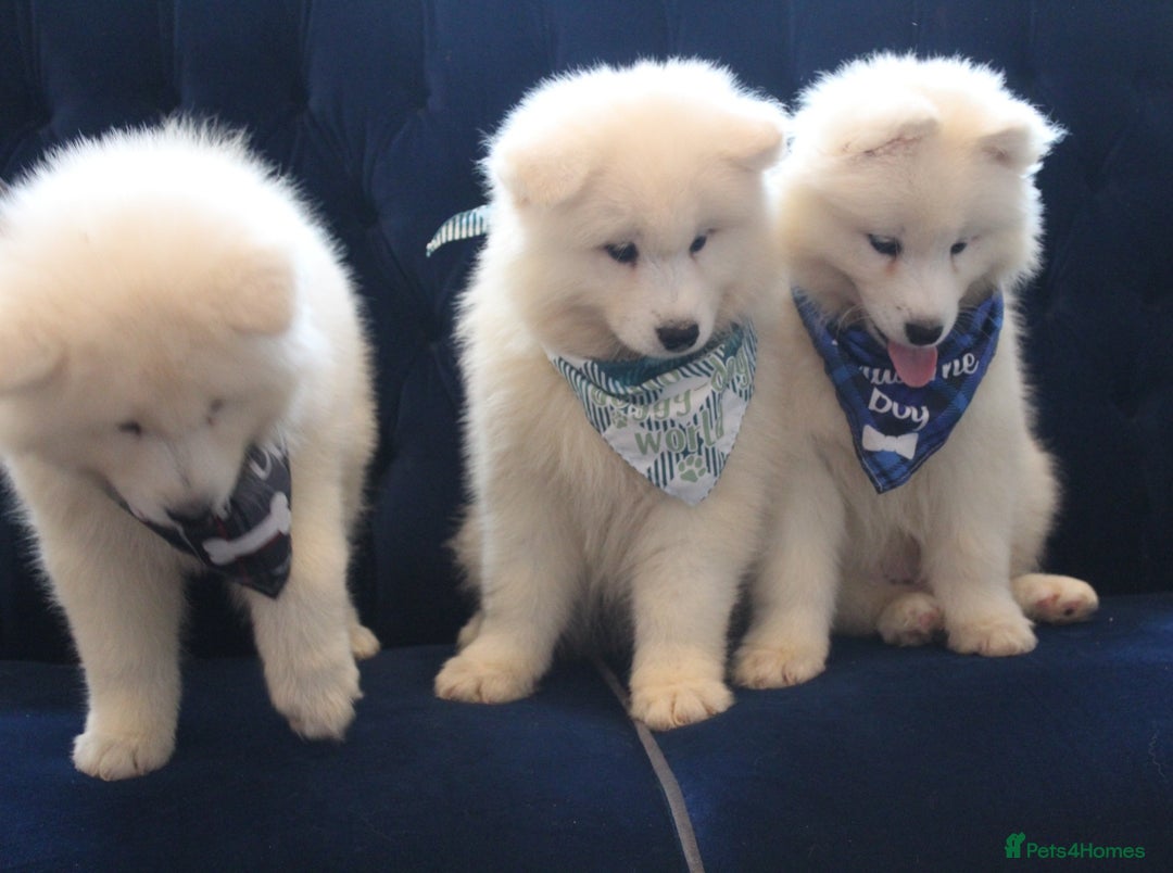 Samoyed dogs for sale: Samoyed puppies looking for the new loving  home - Image 7