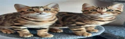 Bengal cats for sale: Absolutely Stunning litter, TICA reg Bengal Cubs  - Advert 4