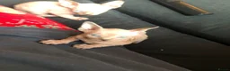 Sphynx cats for sale: 2 x sphynx female kittens  - Advert 20
