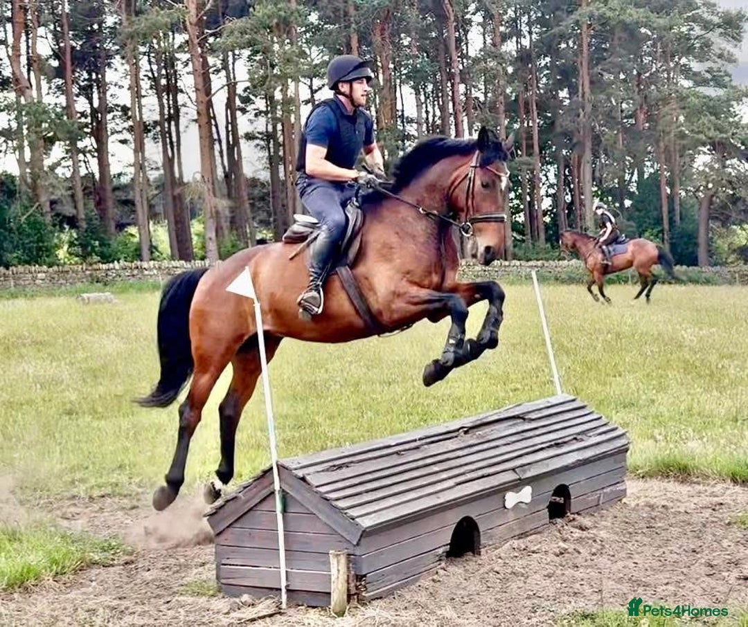Irish Sports horses for sale: UNCOMPLICATED happy hacker / seasoned hunter  - Image 11
