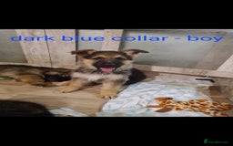 German Shepherd dogs for sale: 🐾Adorable 8-Week-Old German shepherd puppies🐾 - Image 15