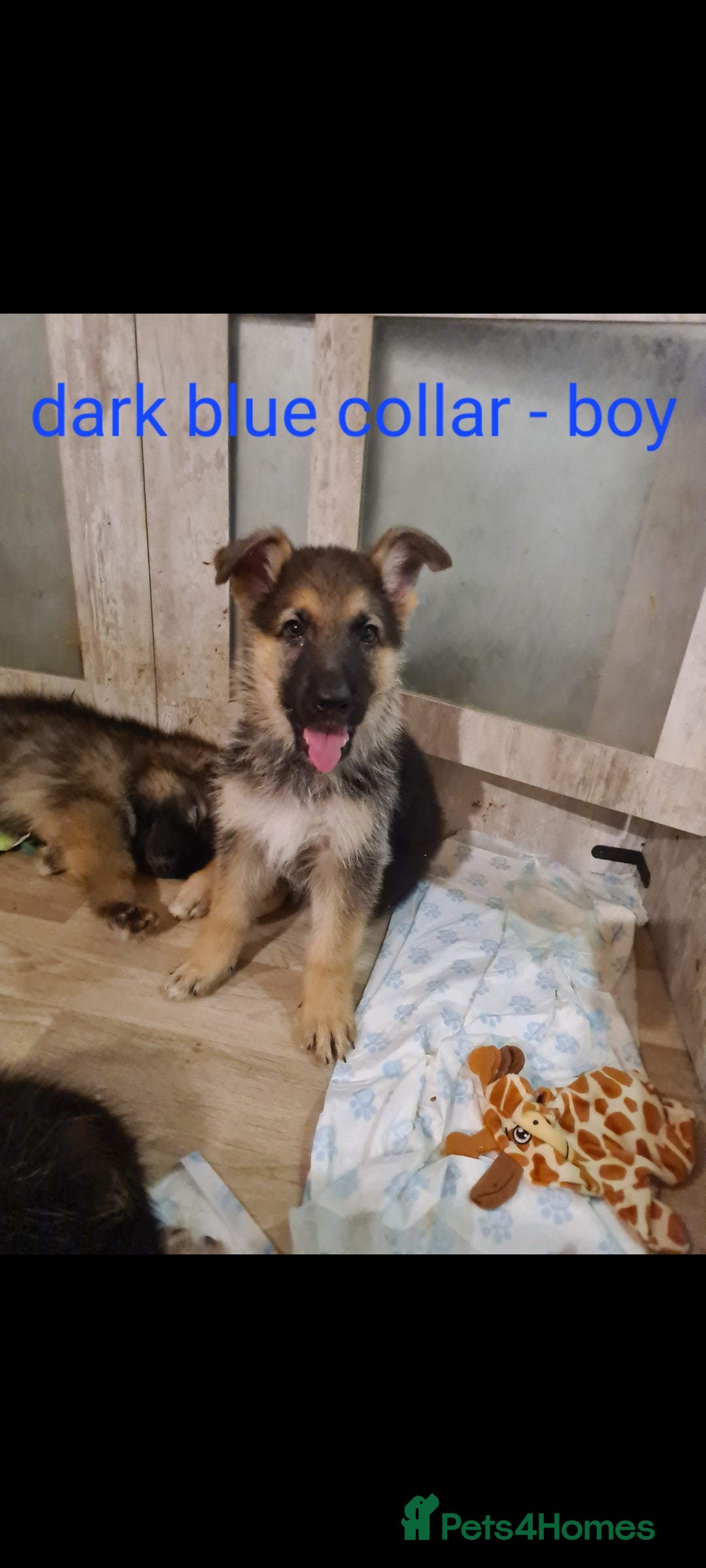 German Shepherd dogs for sale: 🐾Adorable 8-Week-Old German shepherd puppies🐾 - Image 15