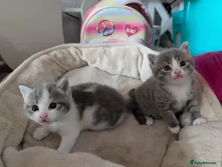 Mixed Breed cats Kittens - Advert 2