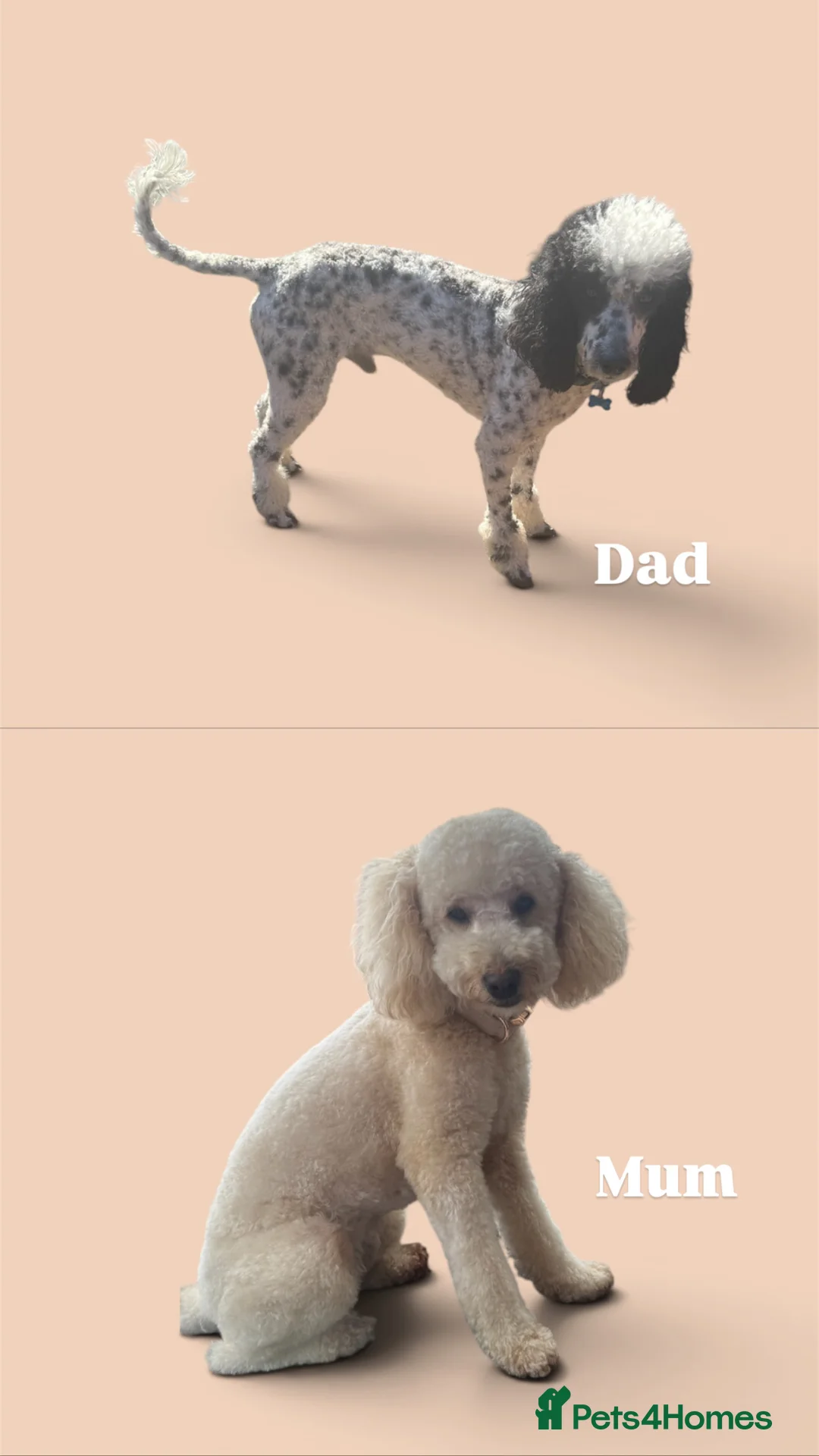 Miniature Poodle dogs for sale: miniature poodles for sale KC registered  - Advert 2