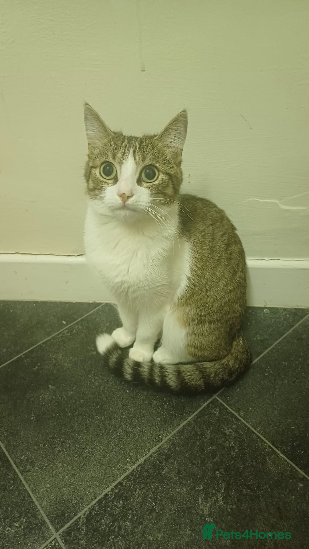 Domestic Shorthair cats for sale: Friendly Domestic Shorthair Cat for sale - Advert 2