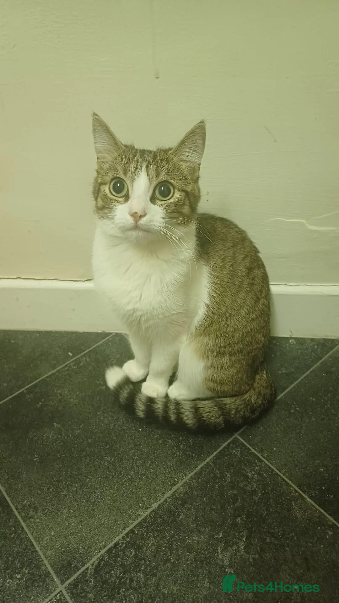 Domestic Shorthair cats for sale: Friendly Domestic Shorthair Cat for sale - Advert 2