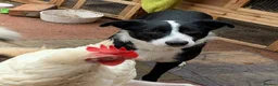 Mixed Breed dogs for sale: Collie mix male pup - Advert 18