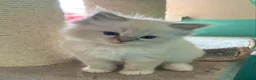 Ragdoll cats for sale: Ragdoll babies  - Advert 6
